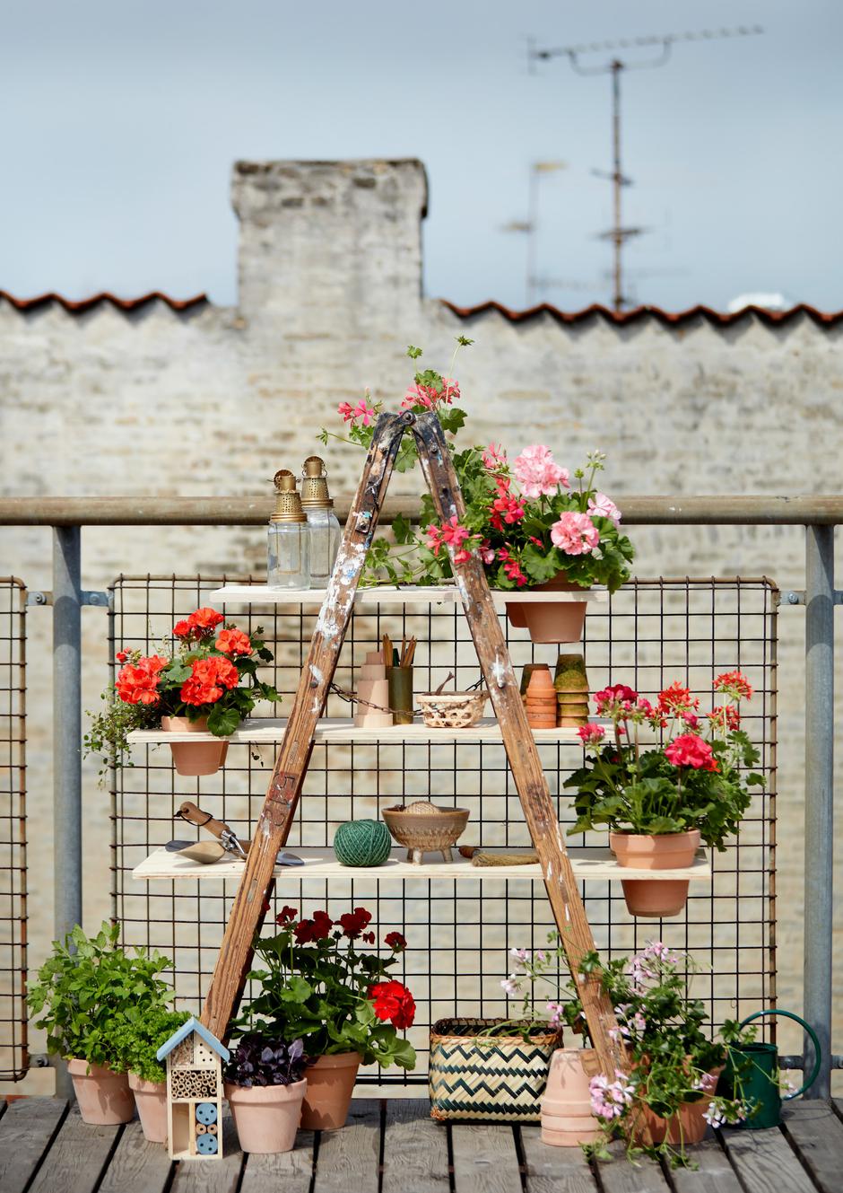  | Autor: Unsplash/Pelargoniums for Europe