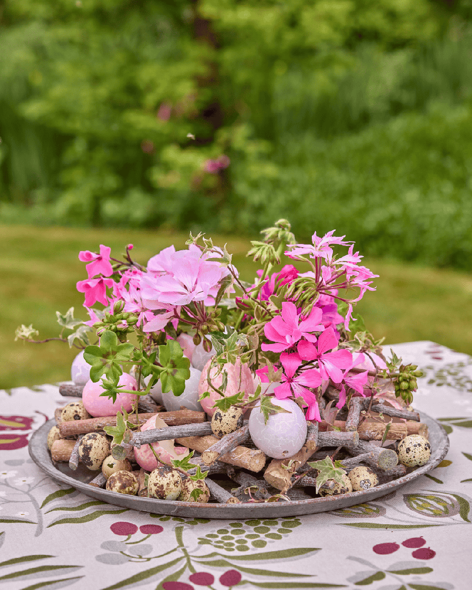  | Autor: Pelargonium of Europe