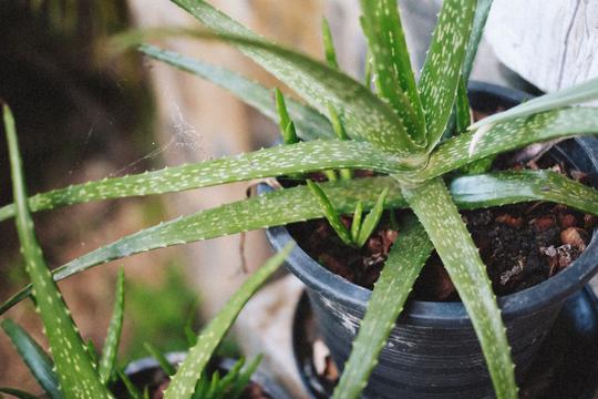 Aloe vera