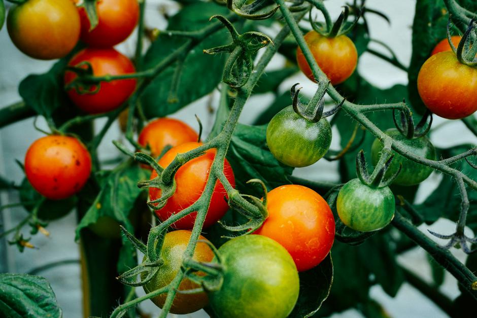  | Autor: Unsplash/Dan Gold