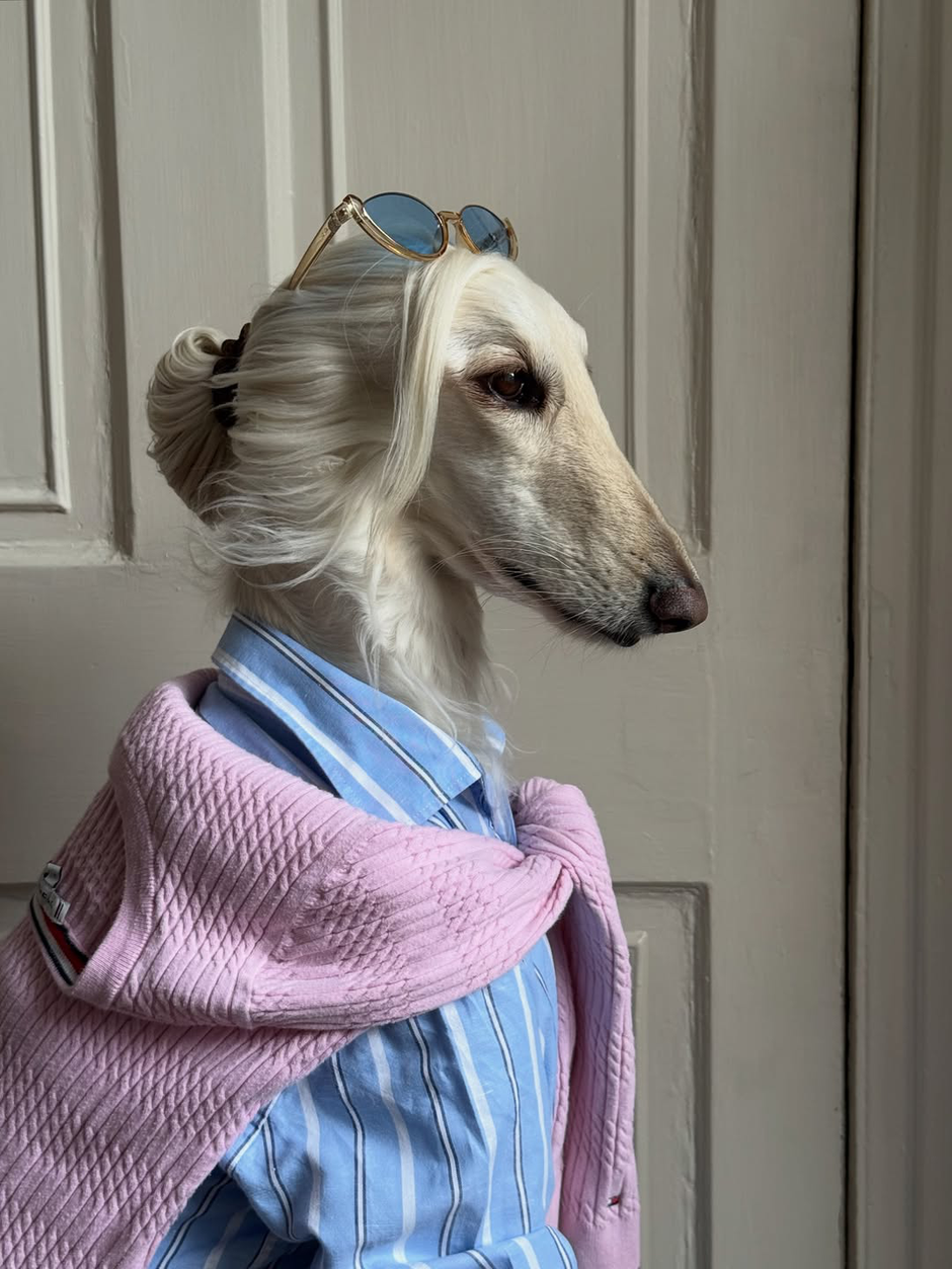  | Autor: Instagram @afghanhoundinthecity