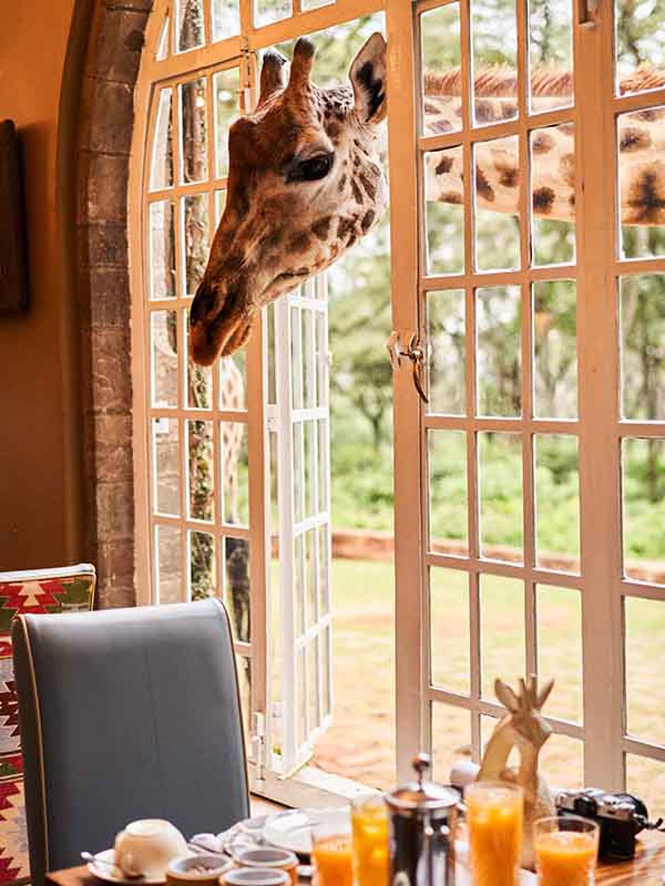  | Autor: https://www.thesafaricollection.com/properties/giraffe-manor/