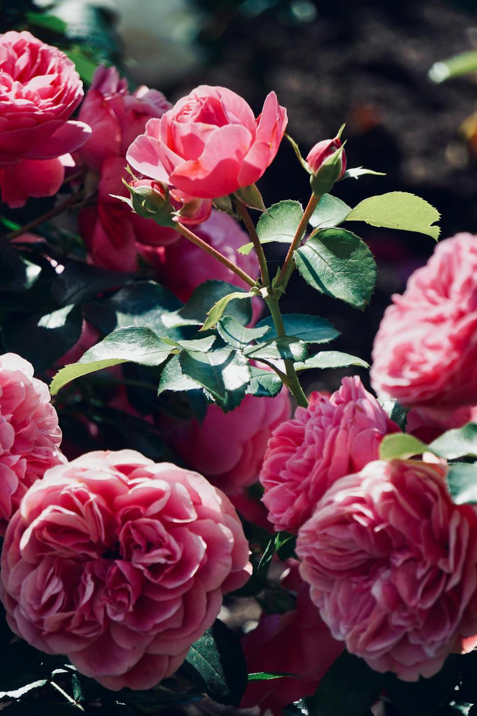  | Autor: Pexels/Anna Romanova