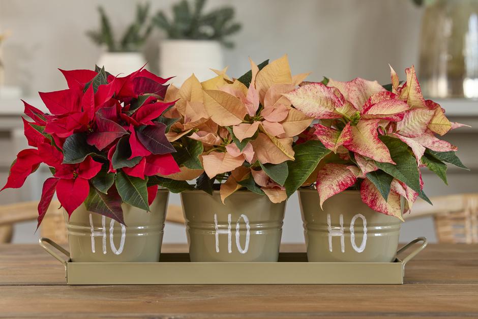  | Autor: Stars of Europe