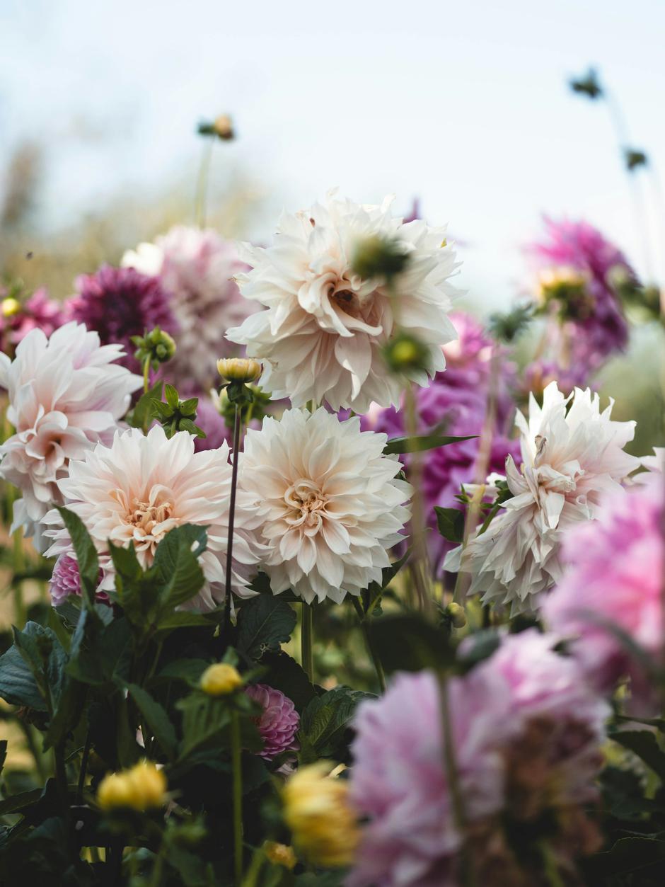  | Autor: Unsplash/Eileen Kummer