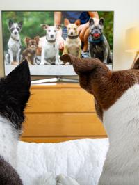DogTV, pseća televizija koja krati vrijeme ljubimcima dok su sami kod kuće