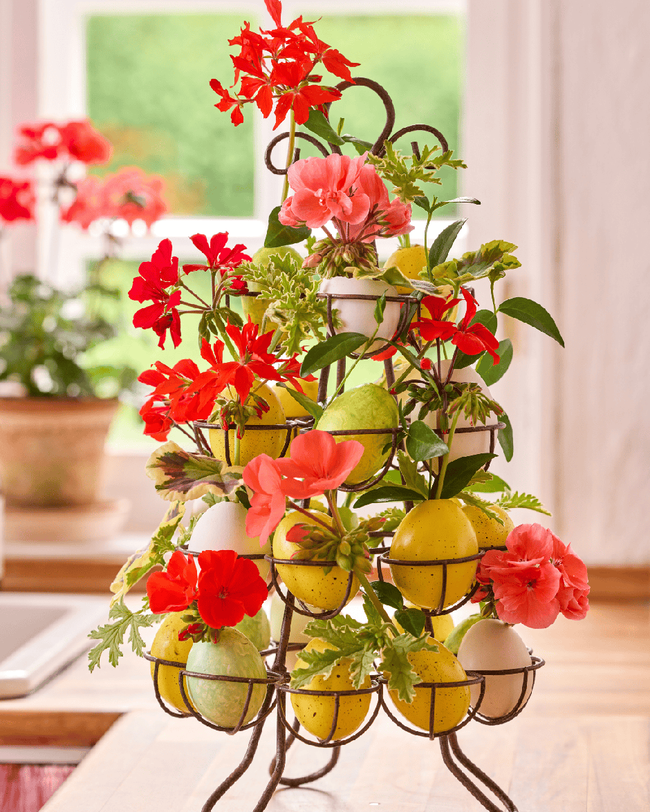  | Autor: Pelargonium of Europe