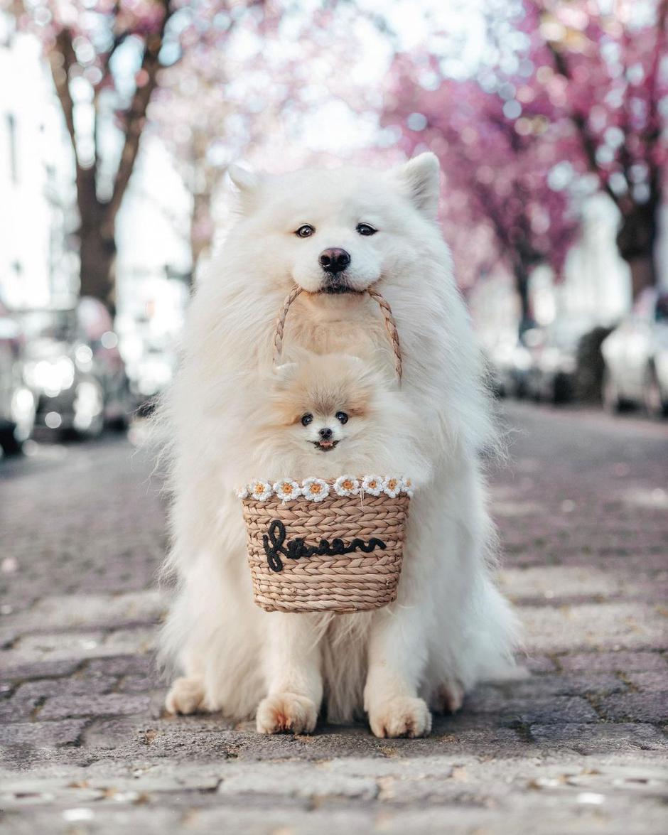 Najslađe pasmine pasa | Autor: Instagram@gisou