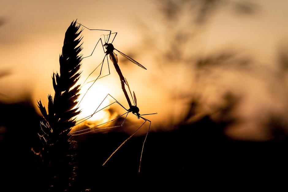  | Autor: Pixabay/Arnaud David