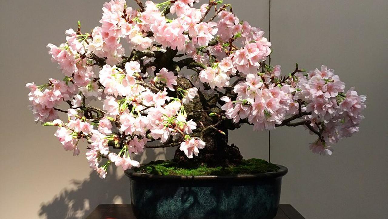 Bonsai japanska trešnja