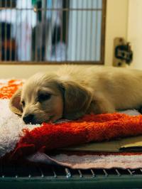 Što donirati skloništu za životinje