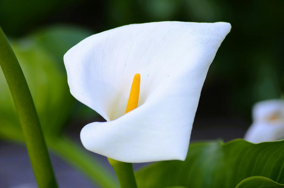  | Autor: Unsplash / Jessica Donnelly