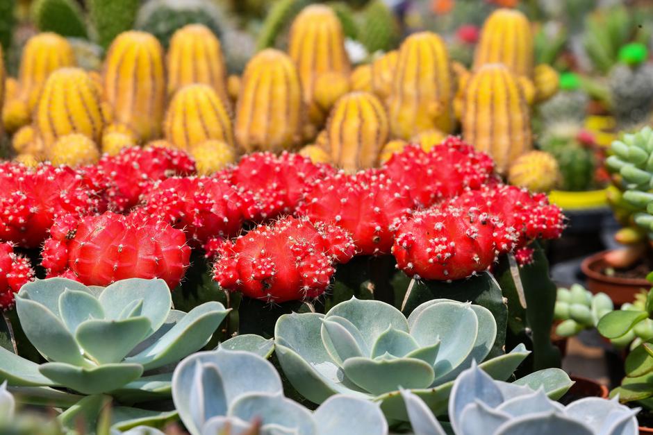 Ponuda kaktusa na Floraartu | Autor: Pixsell/Sandra Šimunović