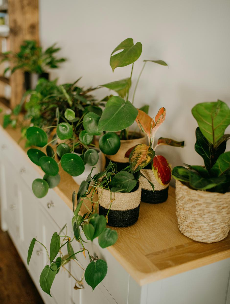  | Autor: Unsplash / Annie Spratt