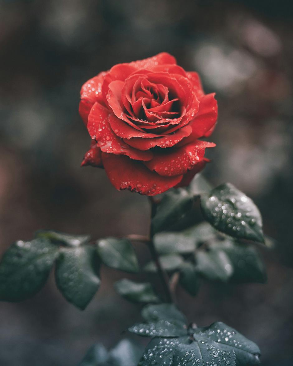 | Autor: Unsplash/ameenfahmy