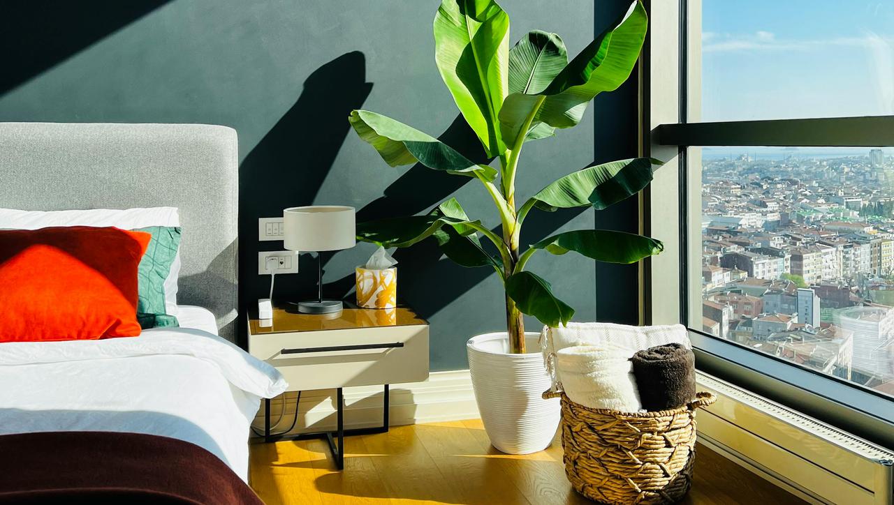 Uzgoj banane u svom domu