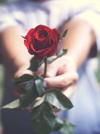 Ruža na poklon oduševit će svaku ženu