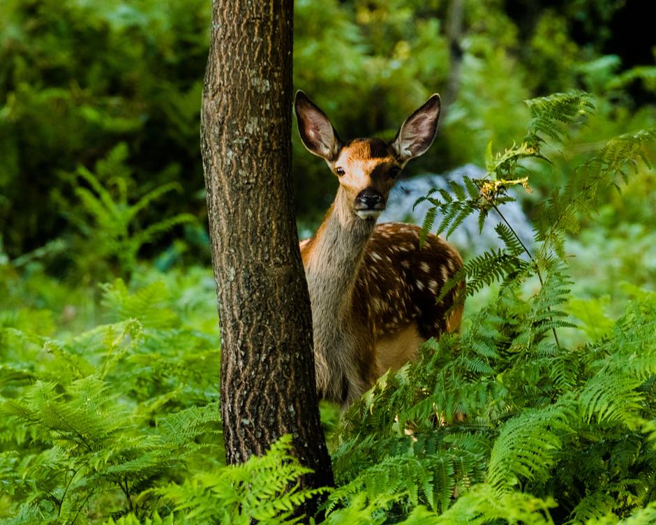  | Autor: ranch-deervalley.com