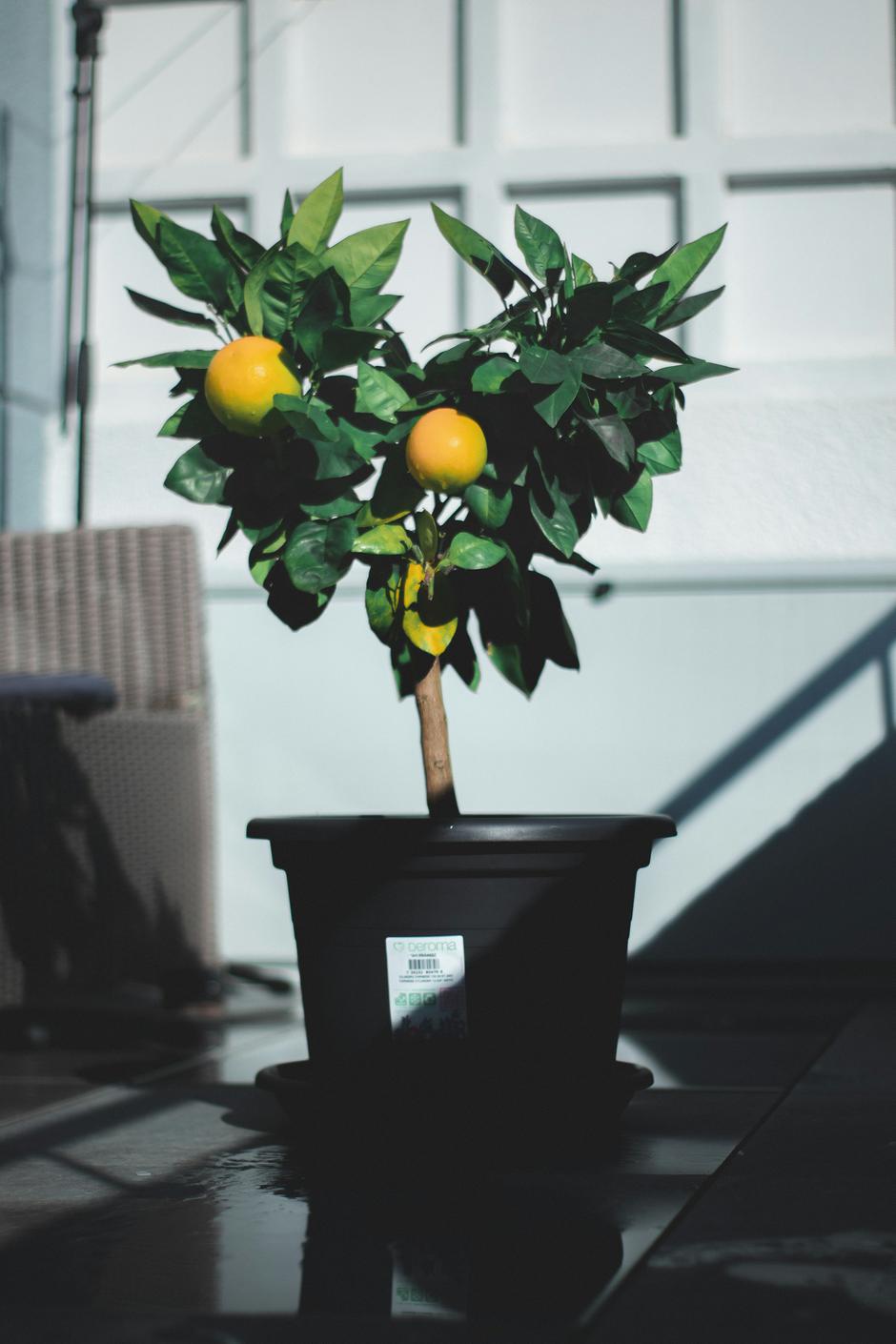 limun u tegli | Autor: Unsplash/Artur Aldyrkhanov