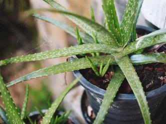 Aloe vera