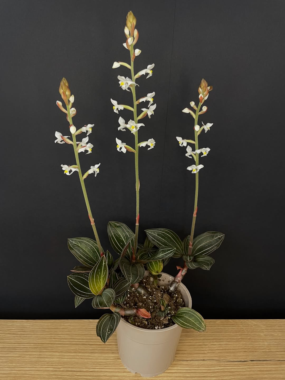  | Autor: Instagram @green.mood.plants