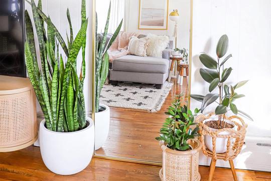 Biljke koje čiste zrak pomoći će ti riješiti se toksina i osvježiti tvoj dom