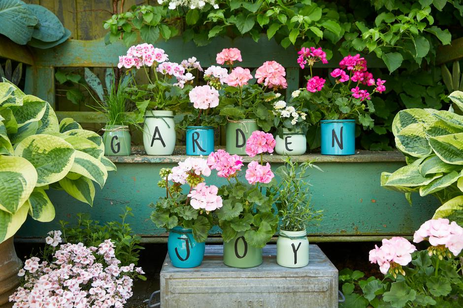  | Autor: Unsplash / Pelargoniums for Europe