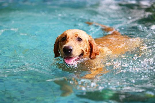 Što trebaš znati prije nego psa odvedeš u vodu
