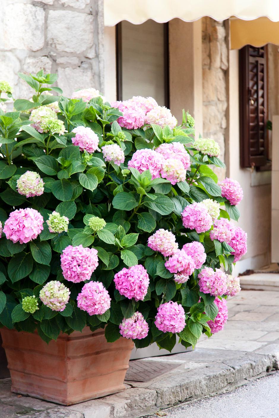 Hortenzije su jedan od najljepših ukrasa okućnica | Autor: Shutterstock