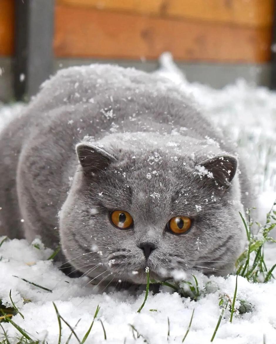 Britanska kratkodlaka mačka | Autor: Instagram@british_shorthair_loverss
