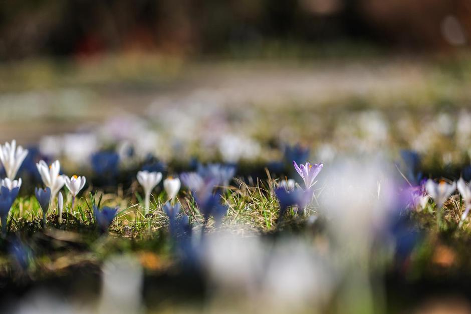Foto: Pixell/ Sanjin Strukic, buđenje proljeća u Botaničkom vrtu | Autor: Pixell/ Sanjin Strukic