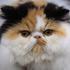 Najbolji mačji portreti s velike izložbe mačaka u Zagrebu: Baš su face te mace!