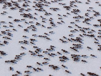 Kako se riješiti mrava