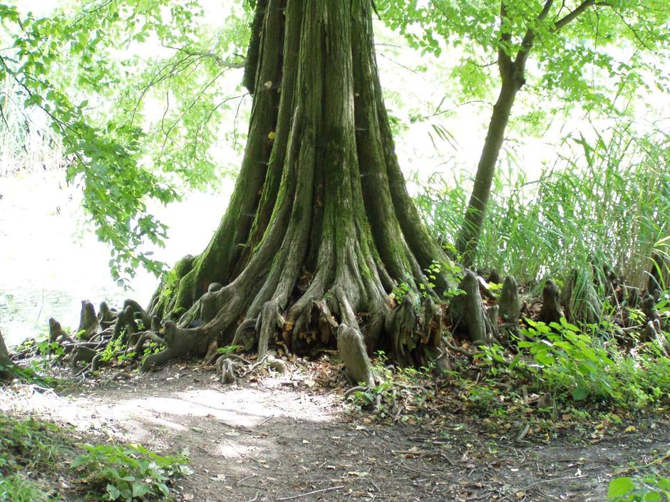  | Autor: priroda-vz.hr