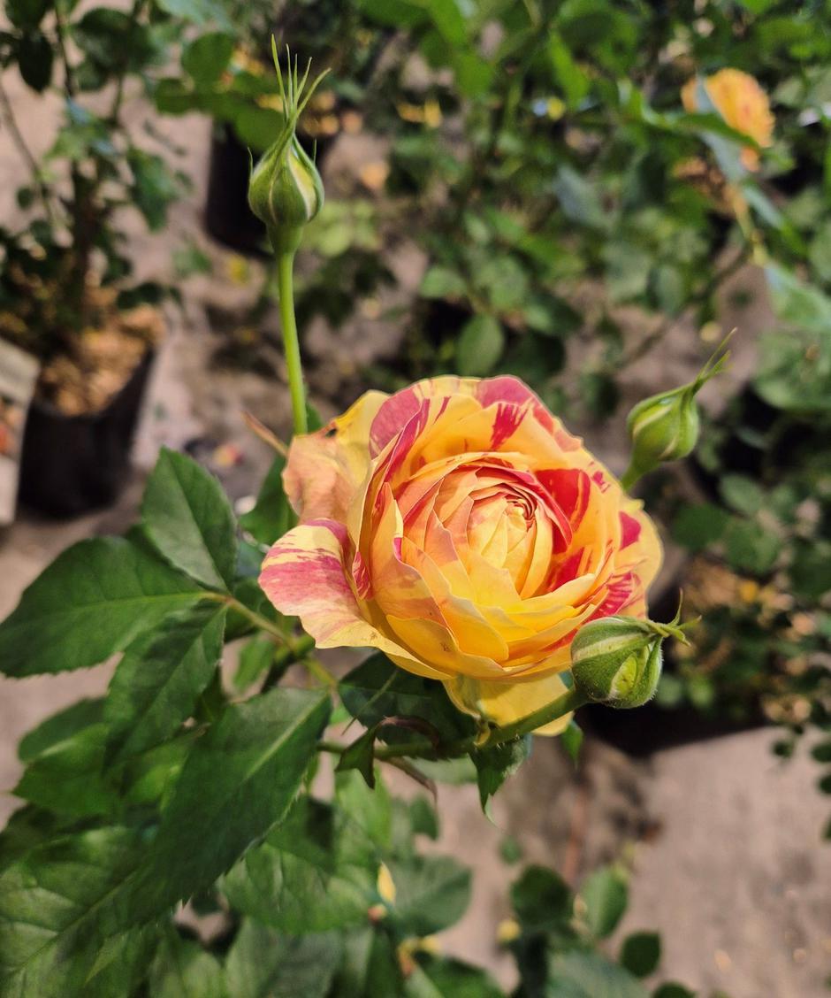  | Autor: Privatni album