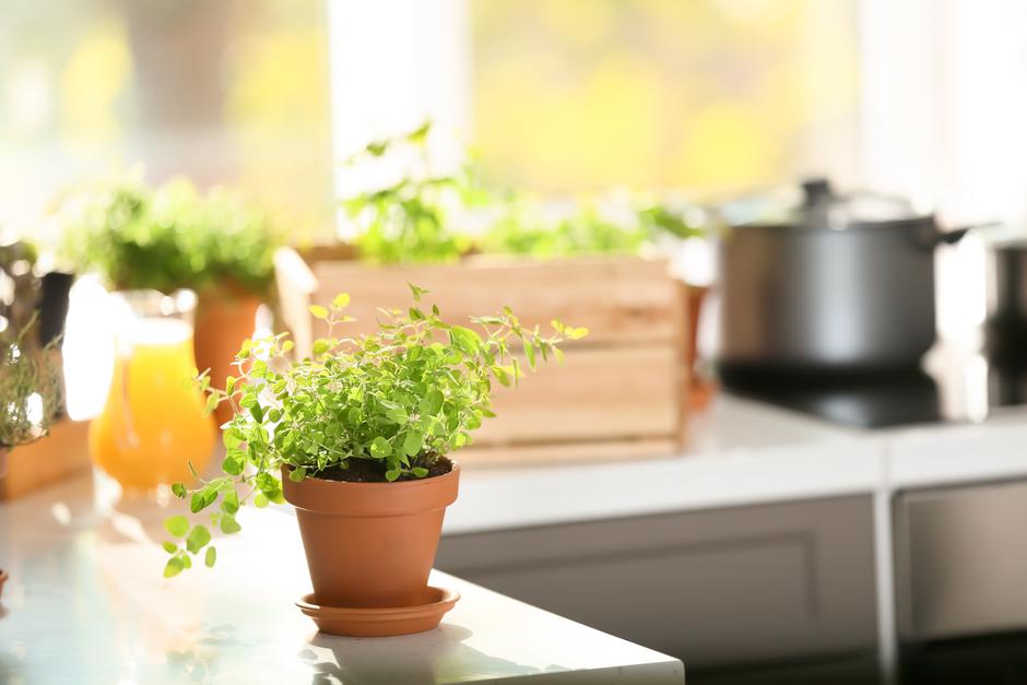Najbolje začinsko bilje koje možeš uzgajati kod kuće, a jelima će dati nevjerojatan okus | Autor: shutterstock