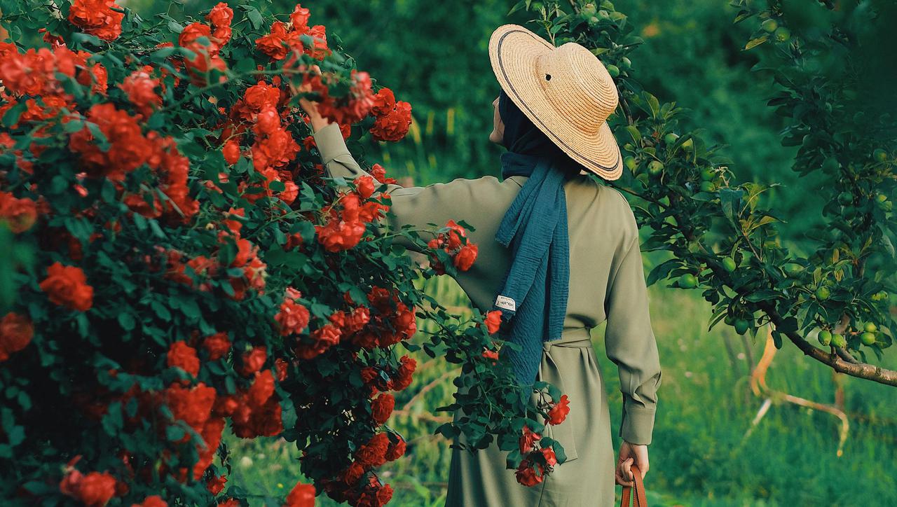 Pravilno obrezivanje ruža