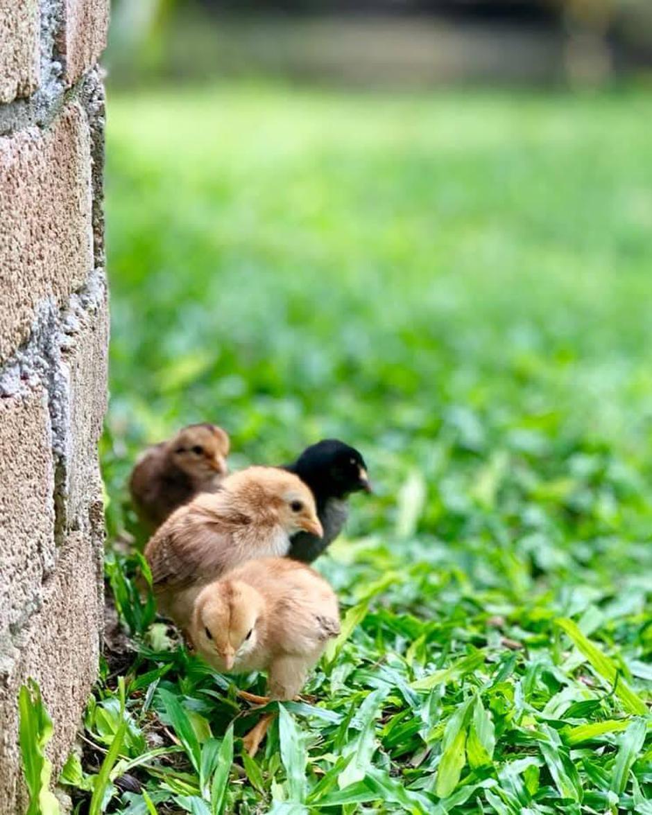  | Autor: Facebook/gopengyouthsanctuary