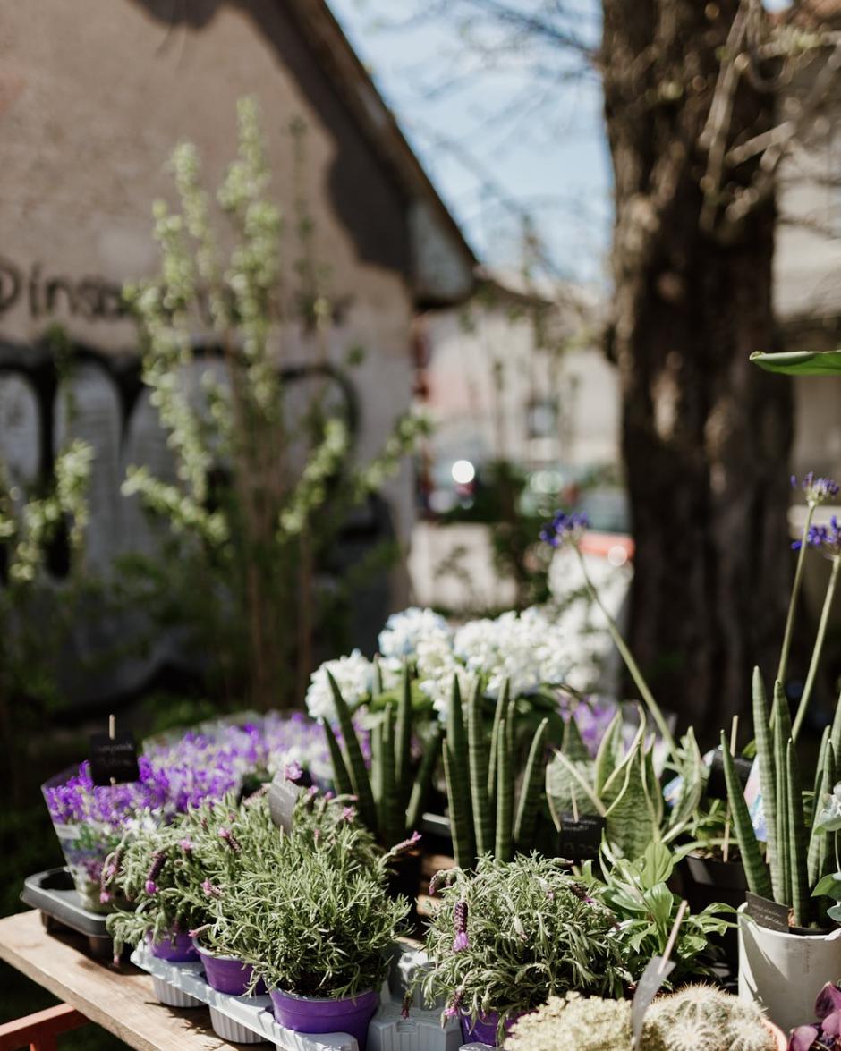  | Autor: Facebook/Hortiart