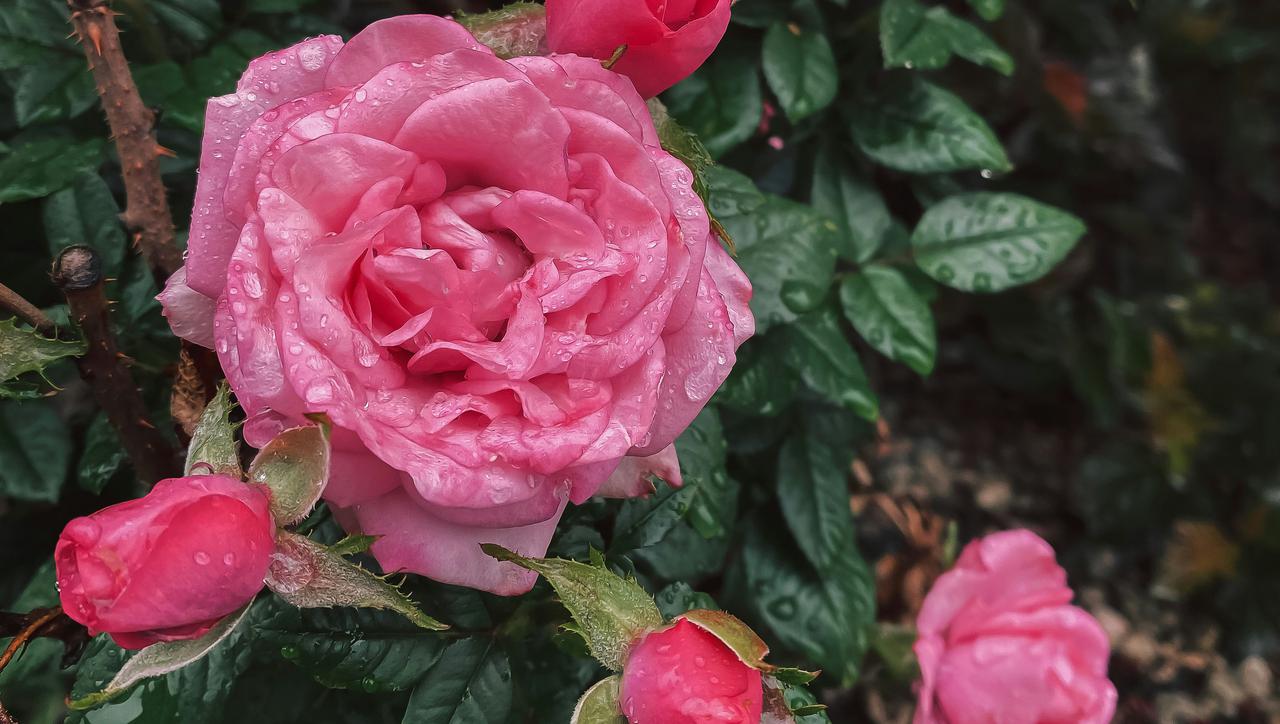 Kako nahraniti ruže