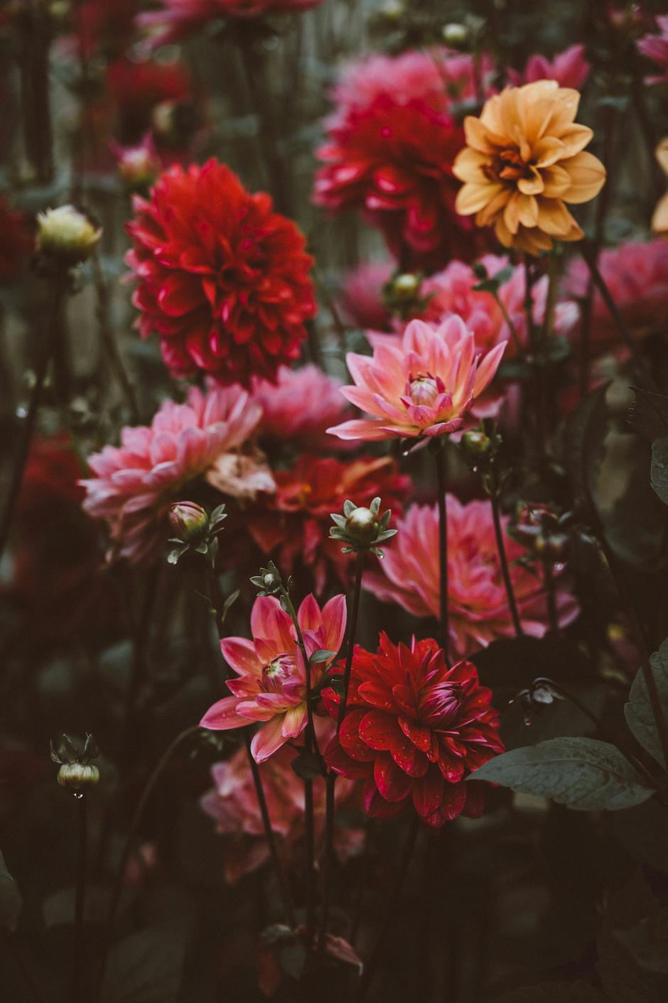  | Autor: Unsplash/Annie Spratt