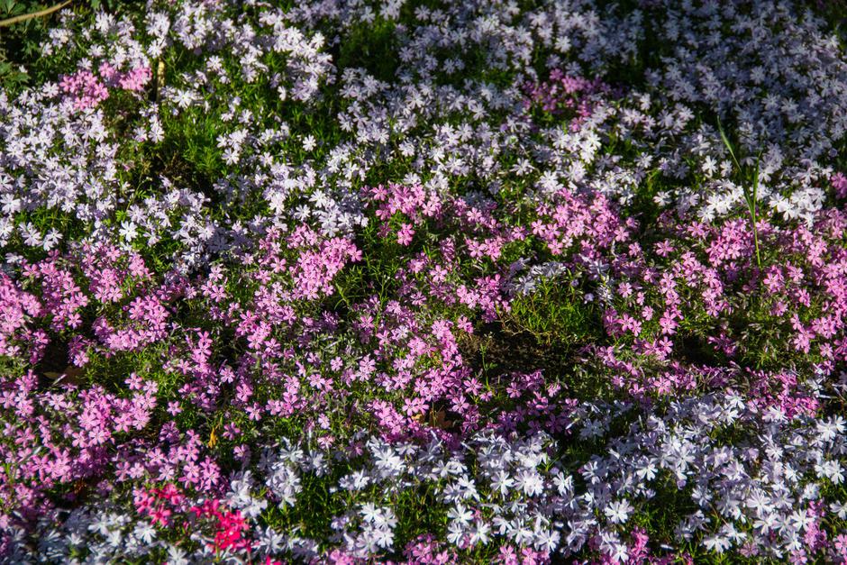  | Autor: Unsplash/Stepan Konev