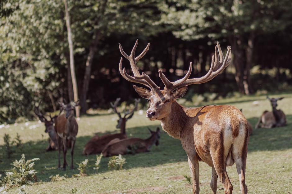  | Autor: ranch-deervalley.com