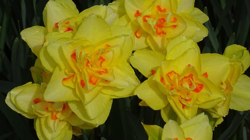 Nakon zimske pauze, opet mo&zcaron;emo posjetiti Botani&ccaron;ki vrt. Proljetnice su ve&cacute; procvale!