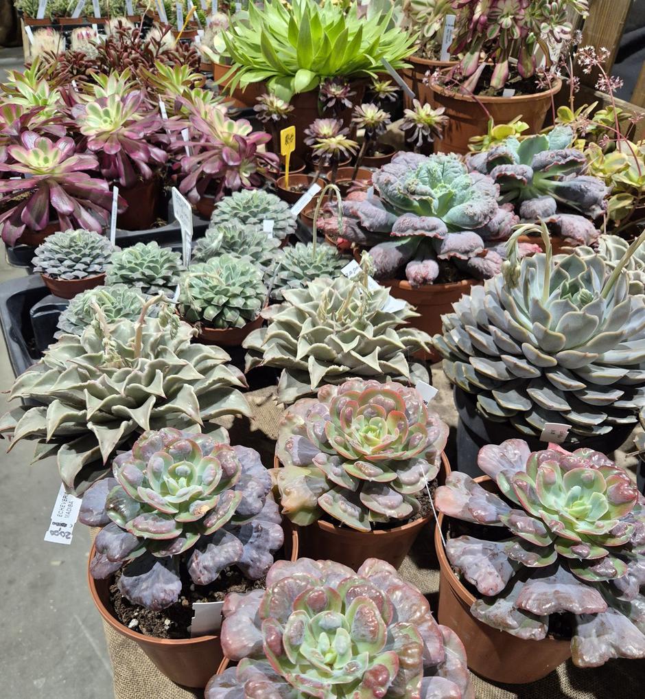  | Autor: Privatni album