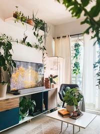 Sobne biljke koje će preživjeti godišnji