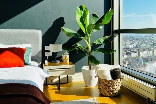 Uzgoj banane u svom domu