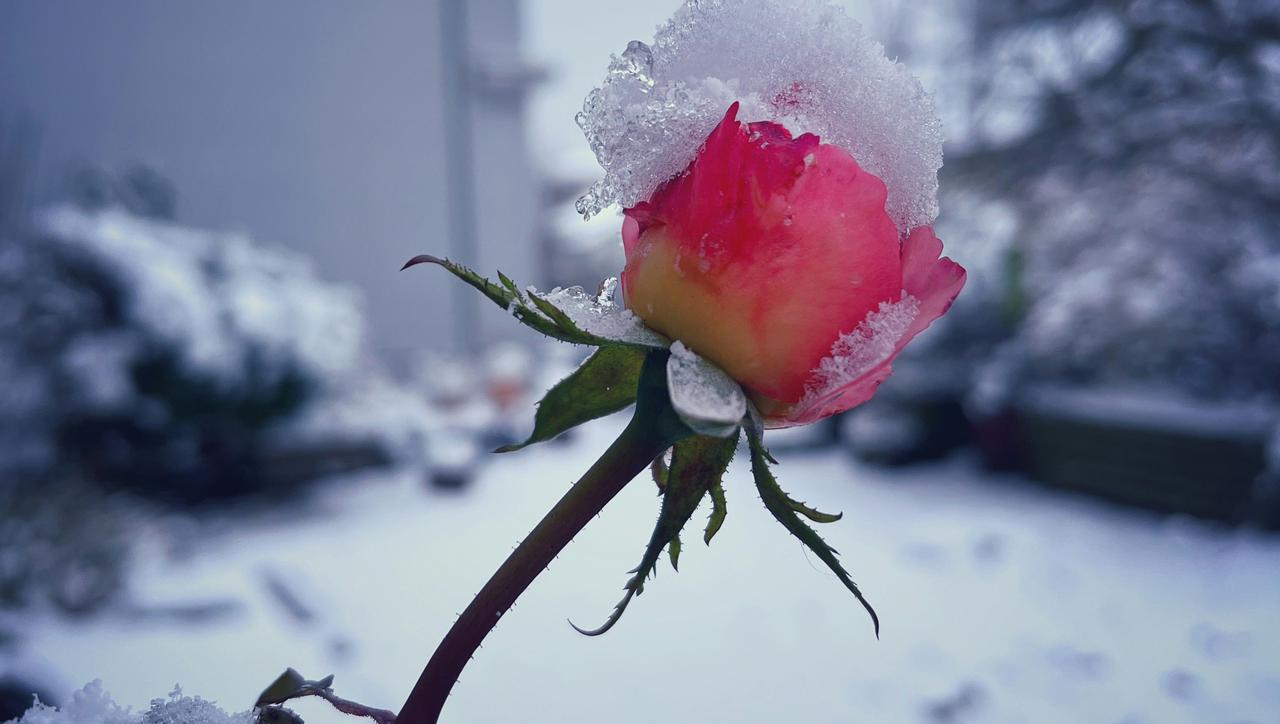 Ruže zimi