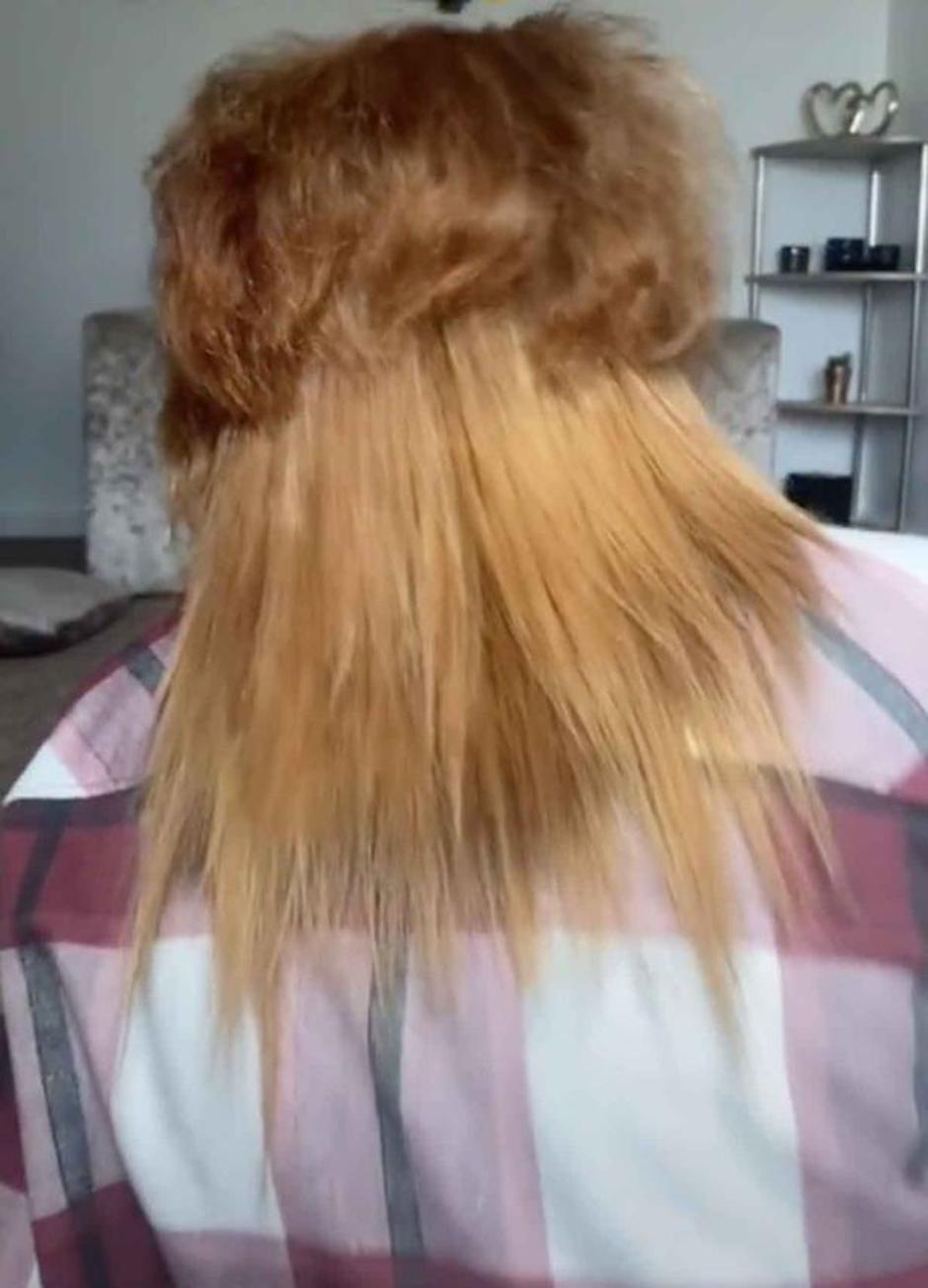 Loša frizura koja podsjeća na lavlju grivu | Autor: TikTok@@NORCAL_BULLYBREED_RESCUE