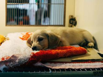 Što donirati skloništu za životinje